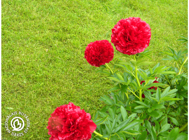 Paeonia   'Red Grace'